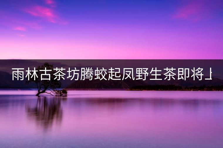 雨林古茶坊騰蛟起鳳野生茶即將上市！