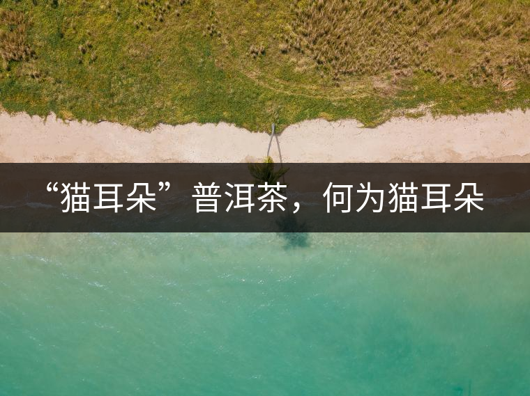“貓耳朵”普洱茶，何為貓耳朵？