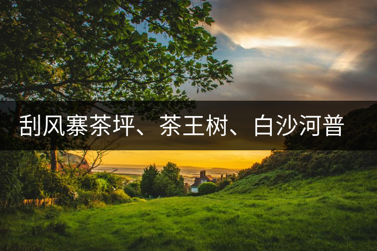 刮風(fēng)寨茶坪、茶王樹(shù)、白沙河普洱茶怎么樣