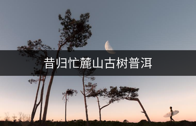 昔歸忙麓山古樹(shù)普洱 昔歸忙麓山古樹(shù)普洱