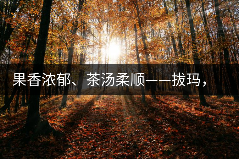 果香濃郁、茶湯柔順——拔瑪，南糯山最好的茶