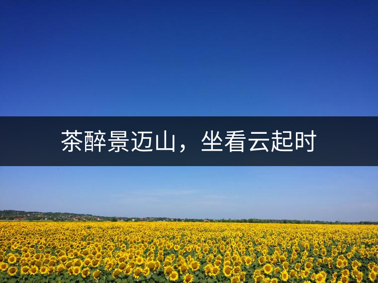茶醉景邁山，坐看云起時