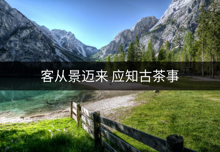客從景邁來 應(yīng)知古茶事