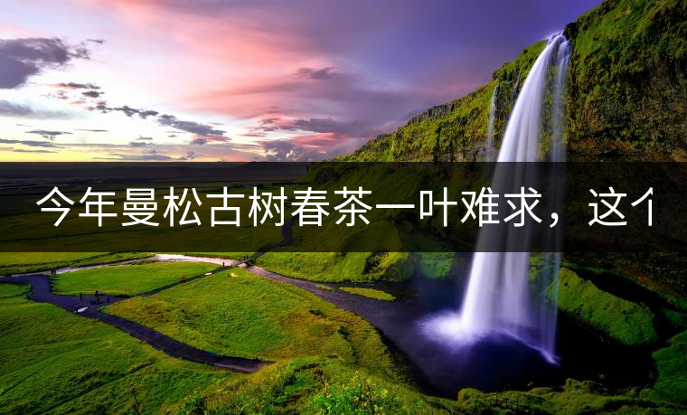 今年曼松古樹春茶一葉難求，這個鍋真不該茶商背!