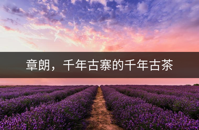 章朗，千年古寨的千年古茶