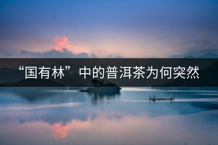 “國有林”中的普洱茶為何突然受追捧？