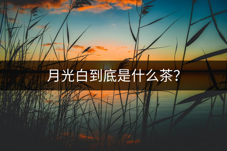 月光白到底是什么茶？