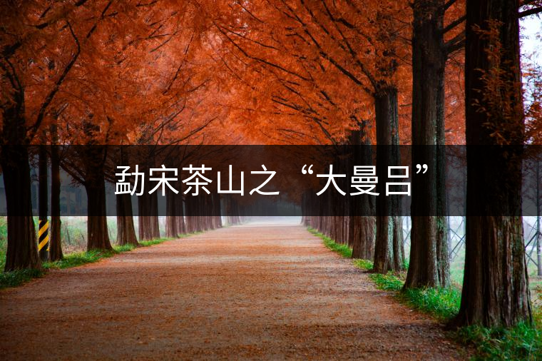 勐宋茶山之“大曼呂”