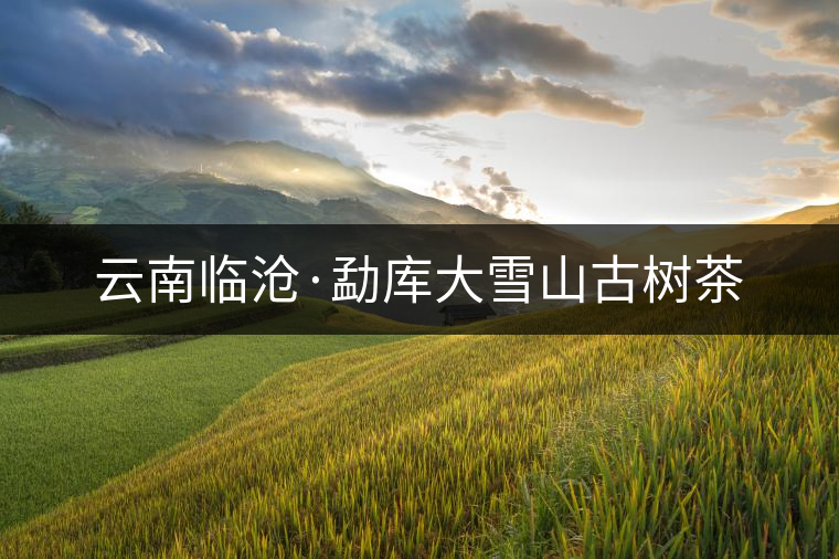 云南臨滄·勐庫(kù)大雪山古樹茶