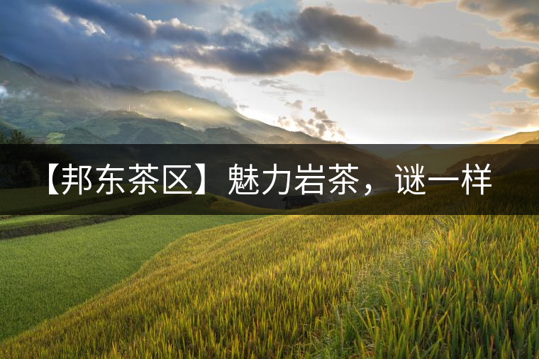 【邦東茶區(qū)】魅力巖茶，謎一樣的邦東！