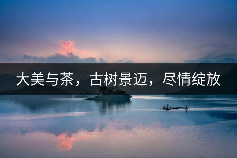 大美與茶，古樹(shù)景邁，盡情綻放