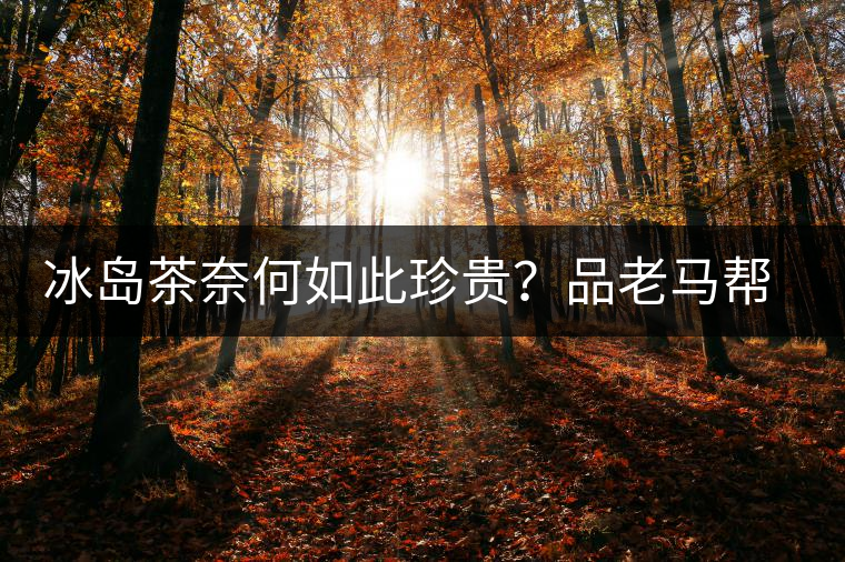 冰島茶奈何如此珍貴？品老馬幫之“冰島老寨”，答案在這里！