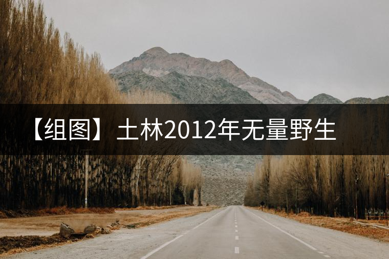 【組圖】土林2012年無(wú)量野生蘑菇緊茶開湯 【組圖】土林2012年無(wú)量野生蘑菇緊茶開湯
