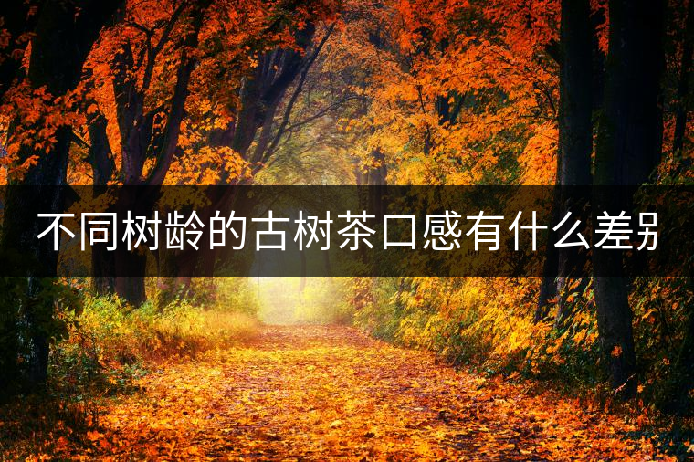 不同樹齡的古樹茶口感有什么差別？