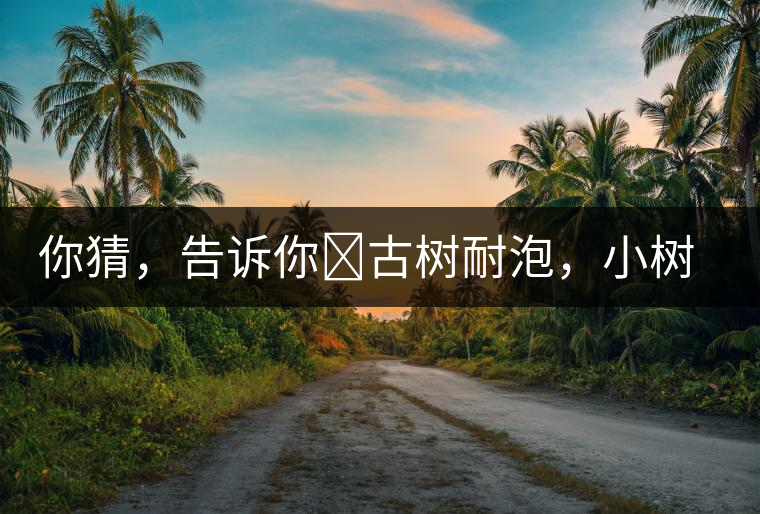 你猜，告訴你?古樹耐泡，小樹、臺地不耐泡都是什么心理？