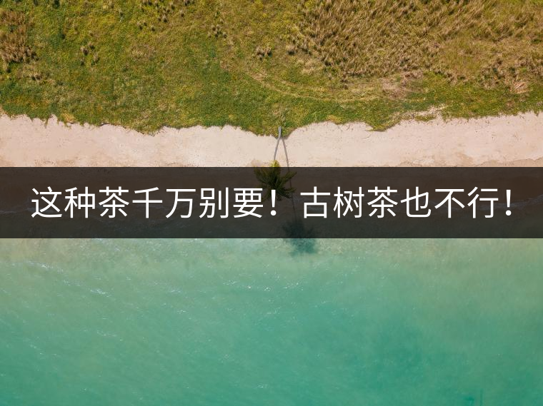 這種茶千萬別要！古樹茶也不行！