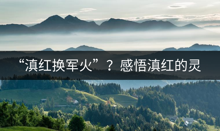 “滇紅換軍火”？感悟滇紅的靈與性！