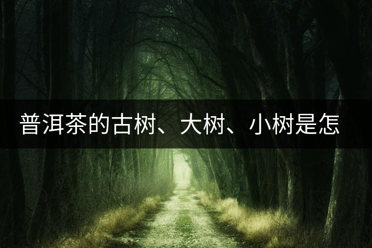 普洱茶的古樹(shù)、大樹(shù)、小樹(shù)是怎樣劃分的？