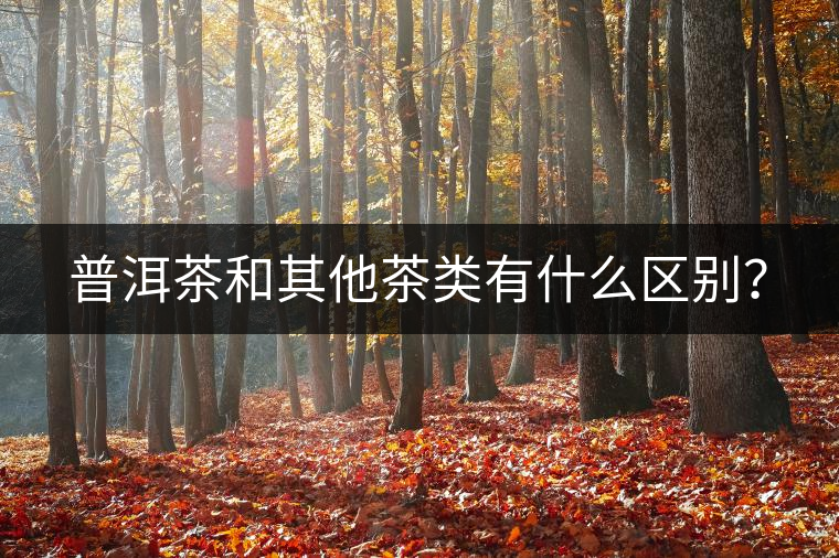 普洱茶和其他茶類有什么區(qū)別？