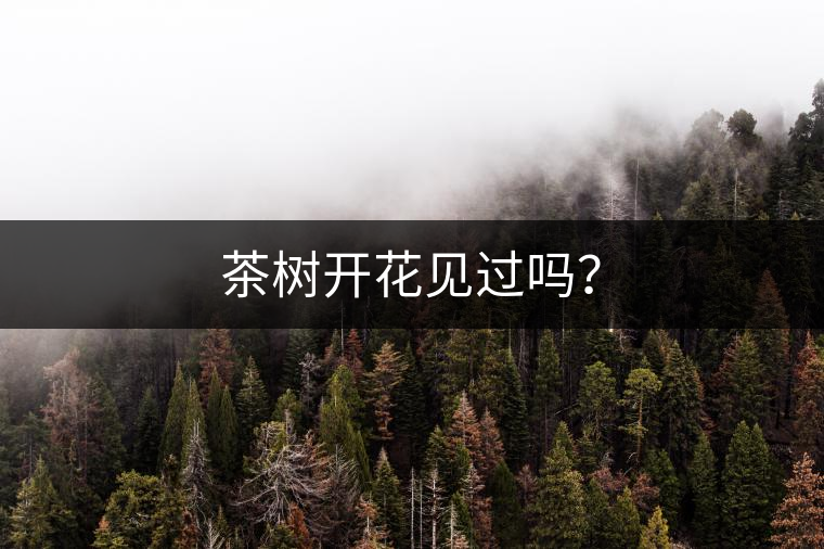 茶樹開花見過嗎？