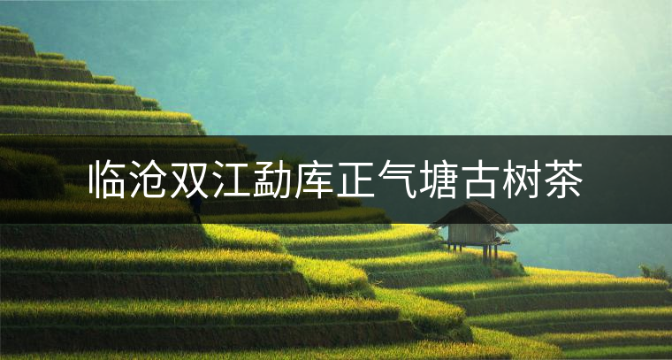 臨滄雙江勐庫正氣塘古樹茶 臨滄雙江勐庫正氣塘古樹茶