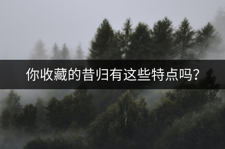 你收藏的昔歸有這些特點(diǎn)嗎？