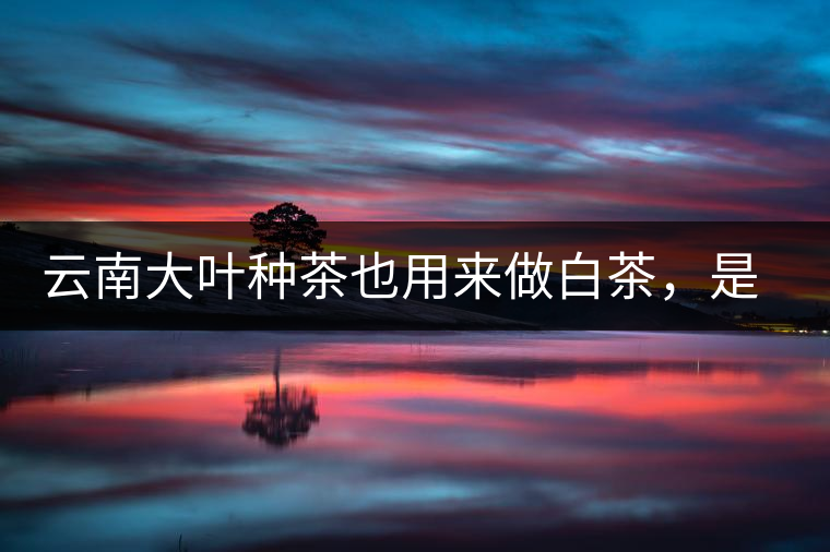云南大葉種茶也用來做白茶，是真的好喝嗎？