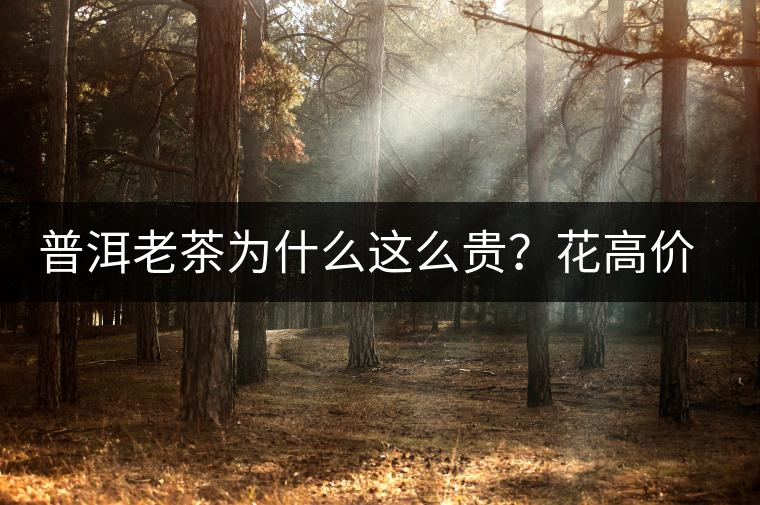 普洱老茶為什么這么貴？花高價(jià)買值嗎？