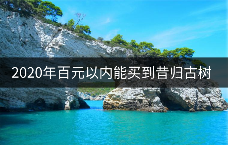 2020年百元以內(nèi)能買到昔歸古樹嗎？