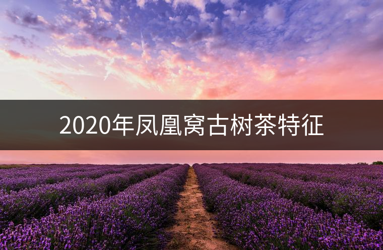 2020年鳳凰窩古樹(shù)茶特征