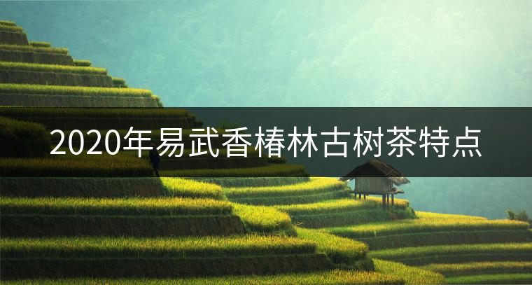 2020年易武香椿林古樹茶特點(diǎn) 2020年易武香椿林古樹茶特點(diǎn)