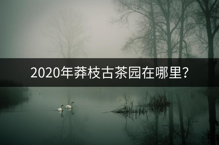 2020年莽枝古茶園在哪里？