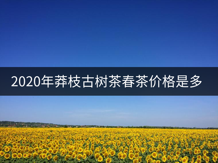 2020年莽枝古樹(shù)茶春茶價(jià)格是多少錢(qián)？