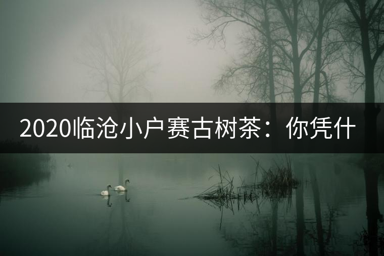 2020臨滄小戶(hù)賽古樹(shù)茶：你憑什么當(dāng)冰島賣(mài)？