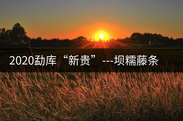 2020勐庫(kù)“新貴”---壩糯藤條茶，是如何一夜爆紅的？