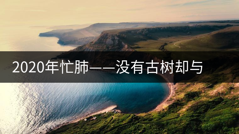 2020年忙肺——沒有古樹卻與冰島、昔歸齊名的普洱茶