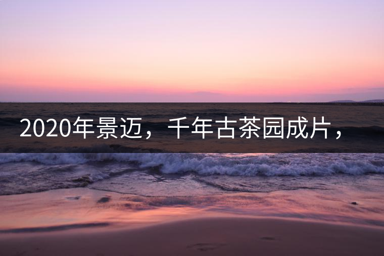 2020年景邁，千年古茶園成片，蘭花香堪稱一絕！