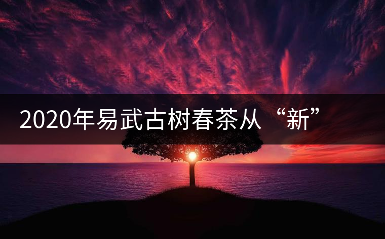 2020年易武古樹(shù)春茶從“新”到“老”，如何完成蛻變的？