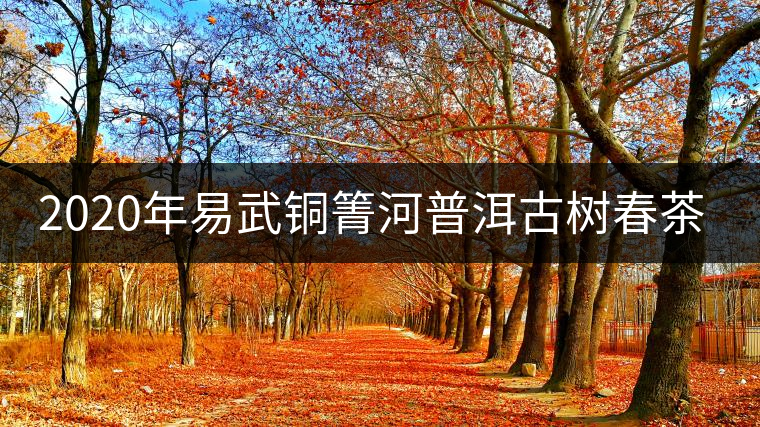 2020年易武銅箐河普洱古樹春茶價(jià)格 2020年易武銅箐河普洱古樹春茶價(jià)格