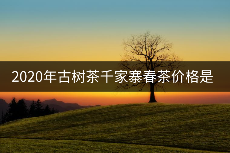 2020年古樹茶千家寨春茶價格是多少？