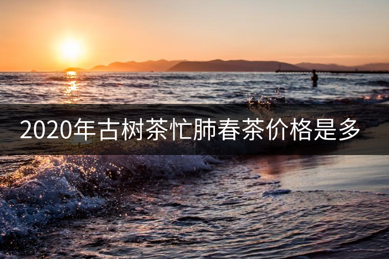 2020年古樹茶忙肺春茶價格是多少？