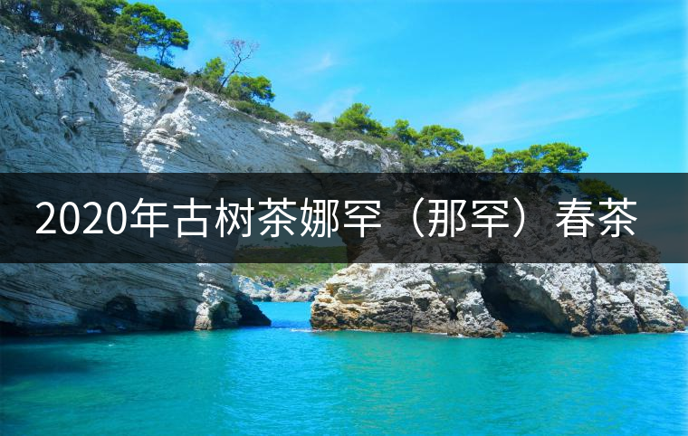 2020年古樹(shù)茶娜罕（那罕）春茶價(jià)格是多少？