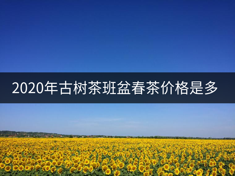 2020年古樹茶班盆春茶價格是多少？