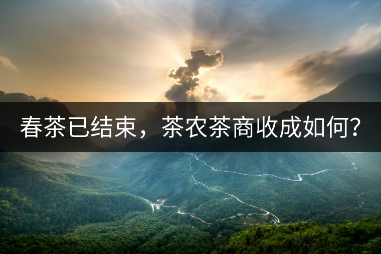 春茶已結(jié)束，茶農(nóng)茶商收成如何？