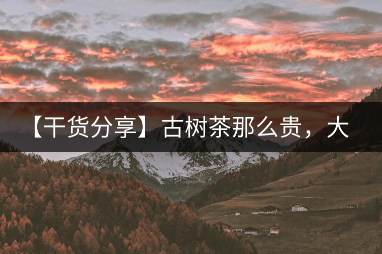 【干貨分享】古樹茶那么貴，大家為什么還在瘋狂追求？