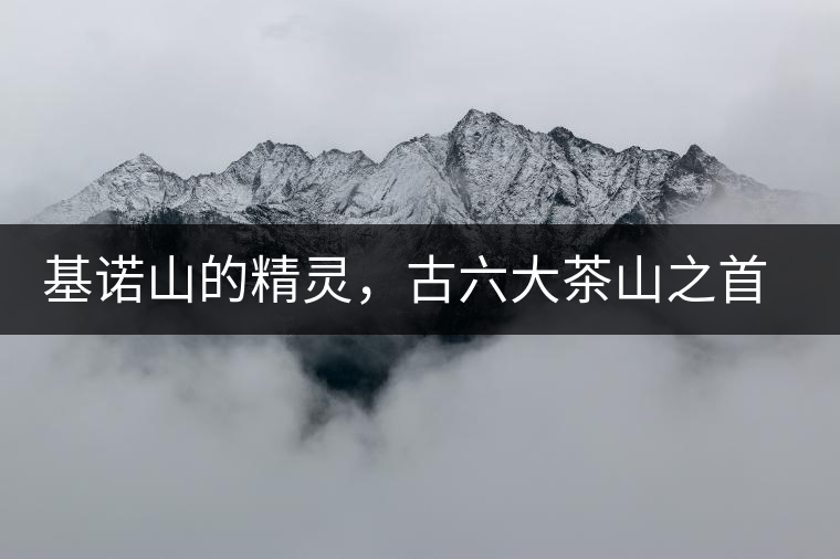 基諾山的精靈，古六大茶山之首武侯遺種攸樂古樹茶