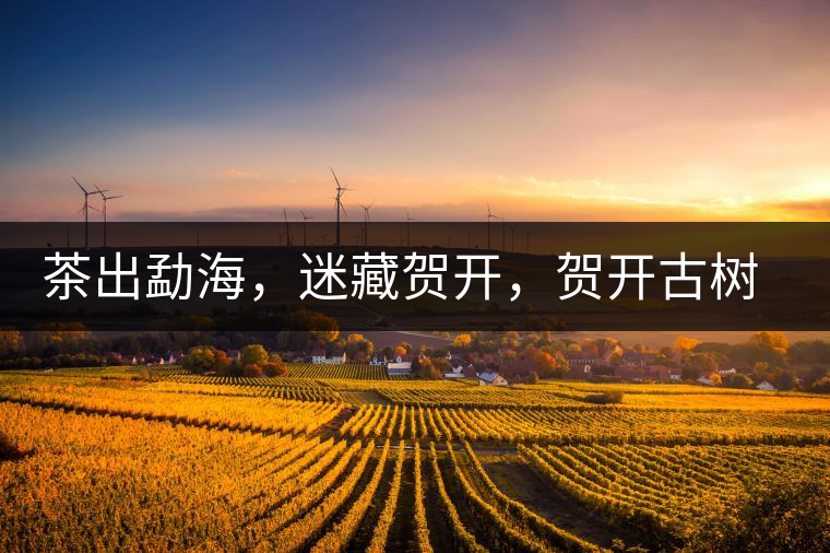 茶出勐海，迷藏賀開，賀開古樹普洱茶