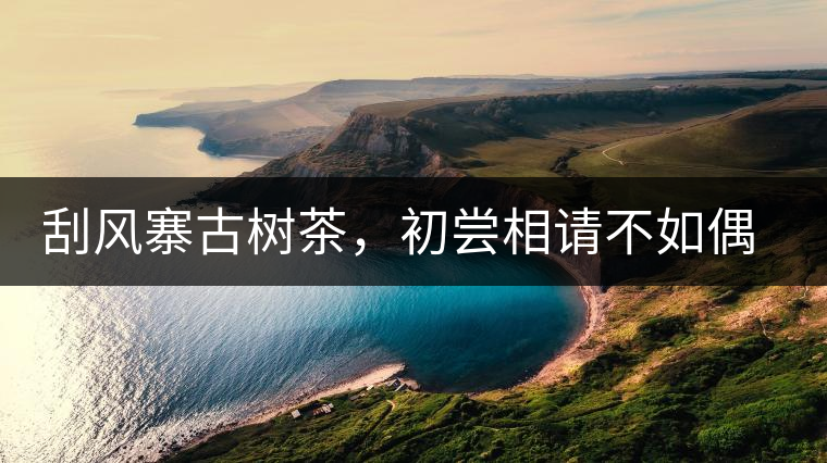 刮風(fēng)寨古樹茶，初嘗相請不如偶遇