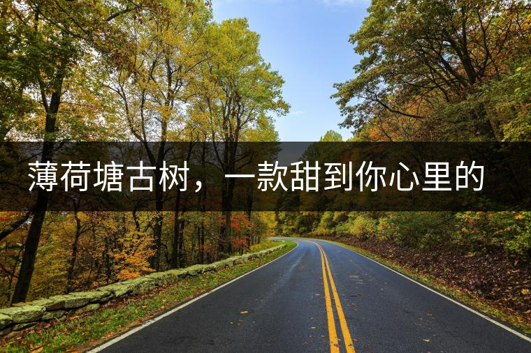 薄荷塘古樹，一款甜到你心里的普洱茶