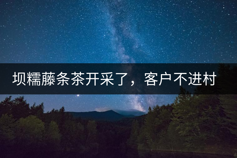 壩糯藤條茶開采了，客戶不進(jìn)村，村民怎么賣茶？